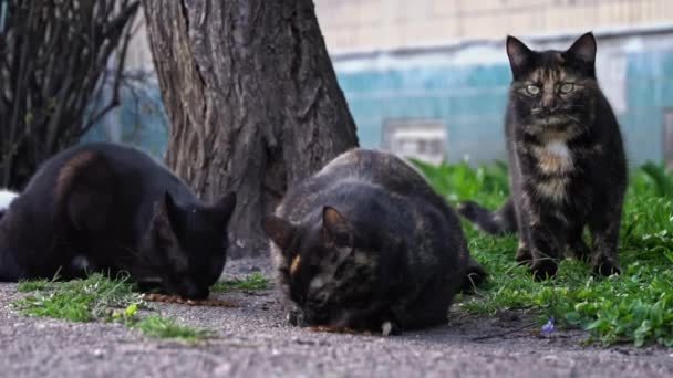 Drie zwerfkatten die zich voeden met een stuk gras, met één bewaker terwijl de anderen eten.. - Video