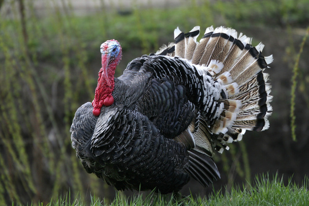 Wild turkey - Photo, Image