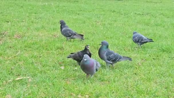 黒い鳩が芝生の上に座っている - 映像、動画