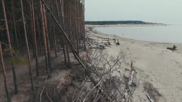 Řeka Gauja teče do Rižského zálivu v Baltském moři. Broken Pines After Storm and Washed Up Shore. Stromový kmeny omýval pobřeží na pobřeží pláže s eroded Beach - Záběry, video