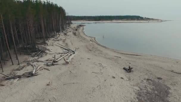 Řeka Gauja teče do Rižského zálivu v Baltském moři. Broken Pines After Storm and Washed Up Shore. Stromový kmeny omýval pobřeží na pobřeží pláže s eroded Beach - Záběry, video