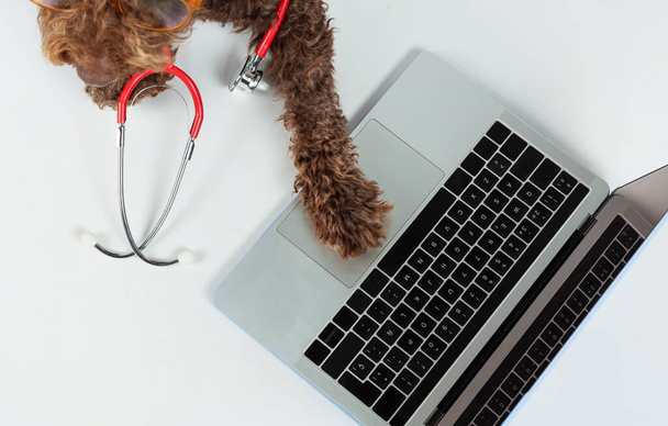 Nogi psa ze stetoskopem i laptopem na białym tle, wyciąć. Koncepcja opieki zdrowotnej dla zwierząt domowych. - Zdjęcie, obraz