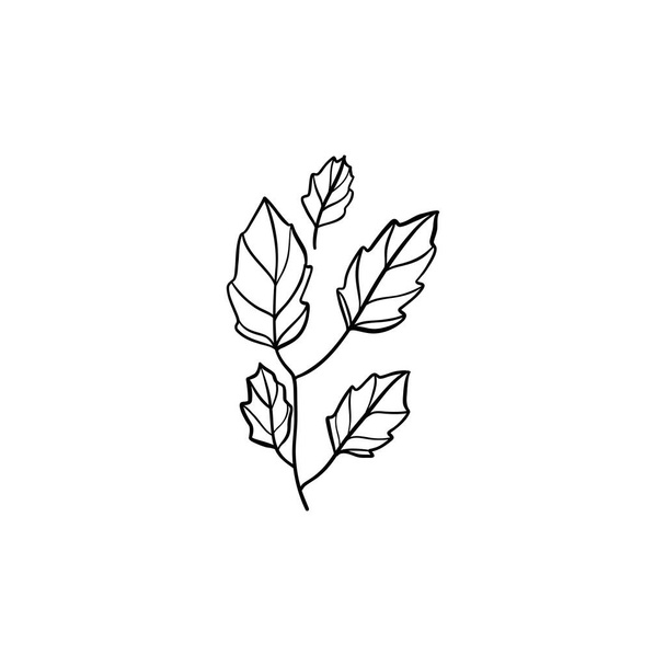 Botanický lineární list. Abstraktní minimalistická sbírka listů, kreativní bylinné umění. Vektorová ilustrace - Vektor, obrázek