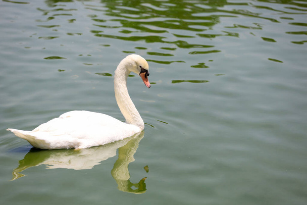 Close up Cisne branco é bonito no rio - Foto, Imagem