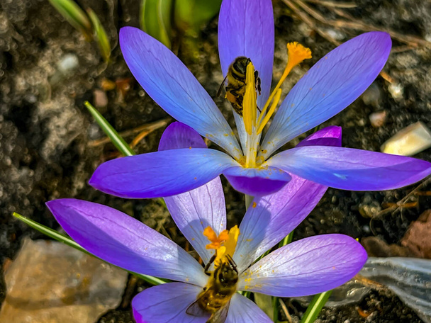 İlkbaharın başlarında açan timsahlar ve bal üretimi için "hammadde" toplamak için sıcak bir günde arılar uyanır.. - Fotoğraf, Görsel
