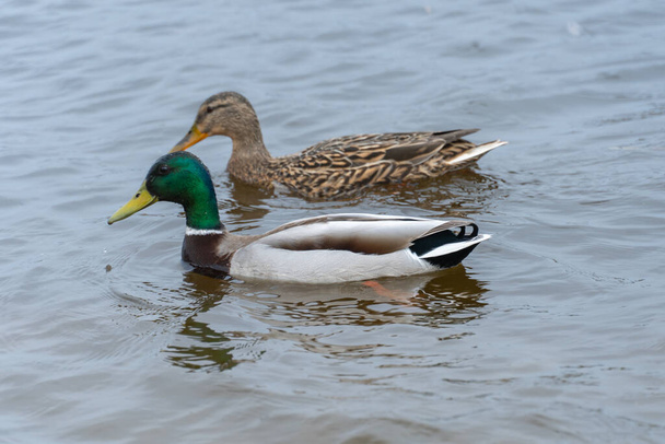 Two wild mallard duck swims in river. Bright beautiful male and female in the spring in pairing season. Birdlife anas platyrhynchos in nature. Birds sway on waves in wild nature. - Photo, Image
