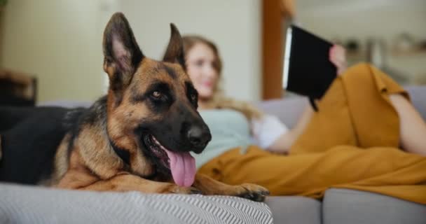 Tablet, relax and woman on couch with dog for movies, streaming and loyalty with animals in home. Pet care, woman with German Shepard and digital app for bonding, support and smile together on sofa. - Footage, Video