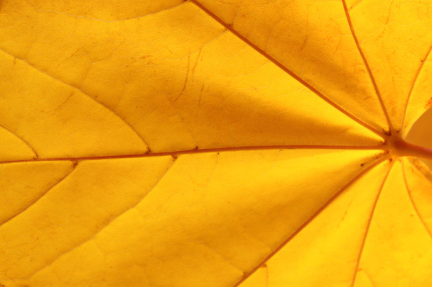 Yellow maple leaf - Foto, Imagem