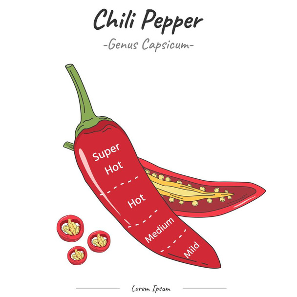 Frutipedia Chili peper Smaak zones illustratie vector. voedseleducatie, informatie over groenten en fruit. - Vector, afbeelding