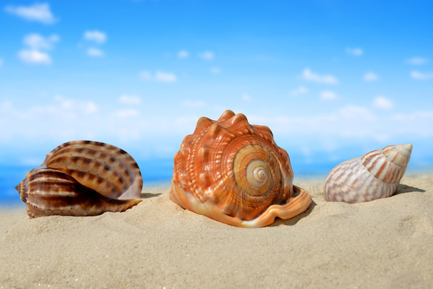 Conchas do mar
 - Foto, Imagem