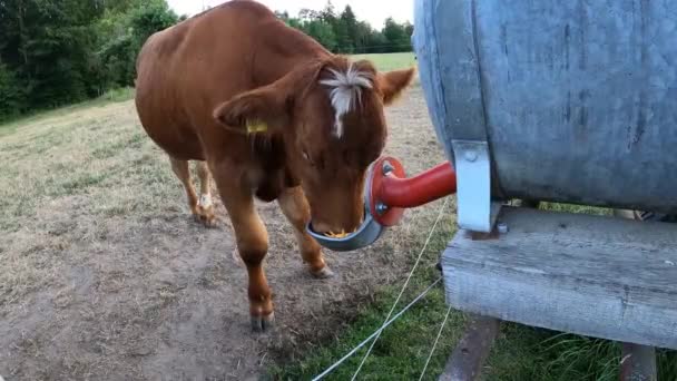 Vacas no prado água potável - Filmagem, Vídeo