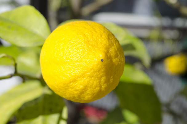 Limon ağacında limon - Fotoğraf, Görsel