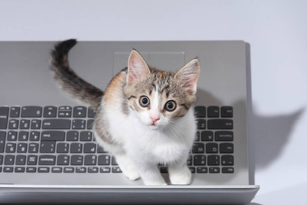 Little cute kitten with laptop on gray background - Photo, Image
