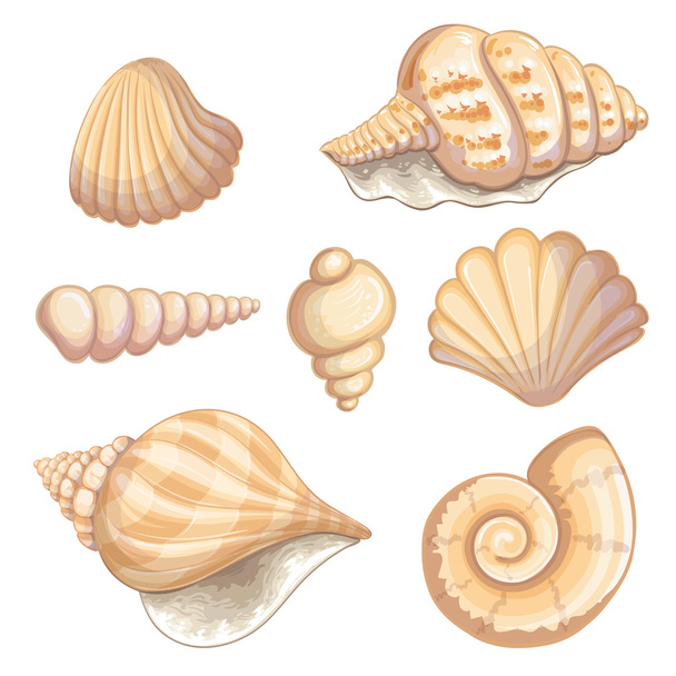 Illustration of a shell collection - Vektor, kép