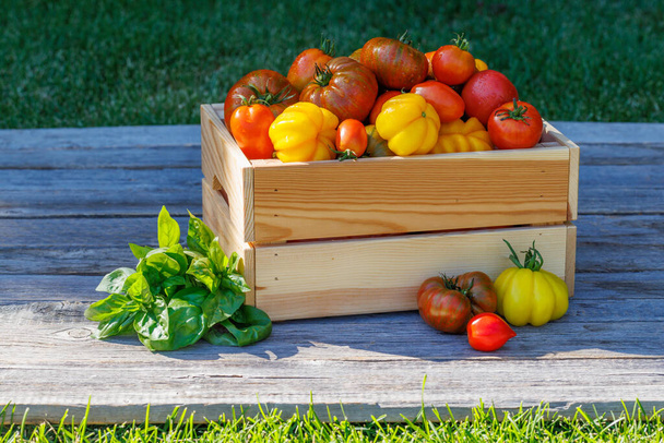 Gesorteerde tomaten in rustieke krat en verse tuinbasilicum - Foto, afbeelding