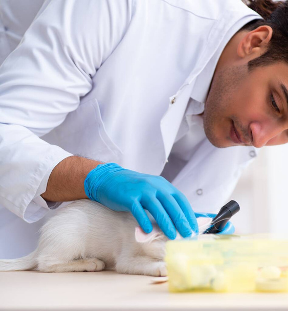 Ο νεαρός άνδρας γιατρός που εξετάζει μια άρρωστη γάτα - Φωτογραφία, εικόνα
