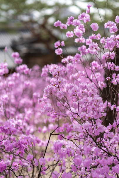 Rhododendron mucronulatum, Korean rhododendron rosebay Azalea shrub flowers blooming in spring in South Korea - Photo, Image