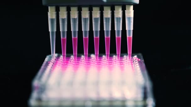Cientista segurando multi canal pipeta retirando solução composta rosa com dicas de plástico para pesquisa biomédica com compostos modelo em segundo plano em um laboratório de química - Filmagem, Vídeo