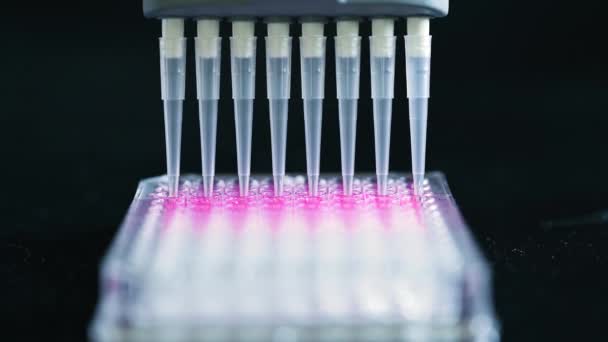 Ученый, держащий многоканальный пипетку, вынимающий розовый раствор с пластиковыми наконечниками для биомедицинских исследований с модельными соединениями на заднем плане в химической лаборатории - Кадры, видео