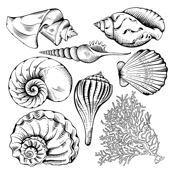 Set di shell
 - Vettoriali, immagini