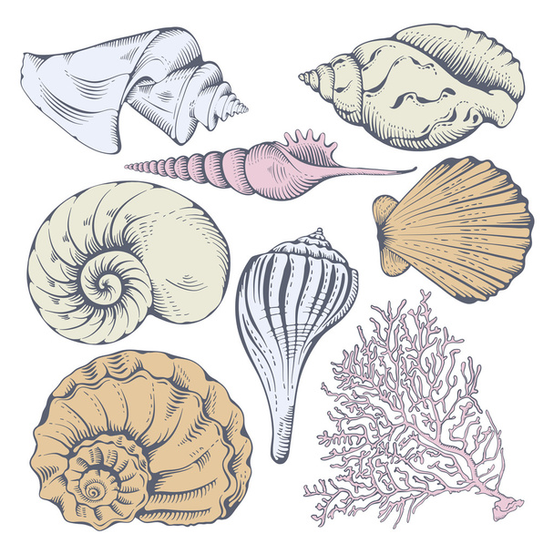 Kagylókészlet - Vektor, kép