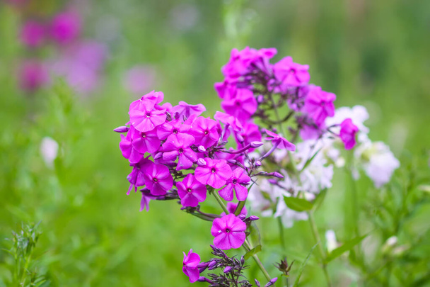Fleurs de jardin phlox floraison. Plantes décoratives. - Photo, image