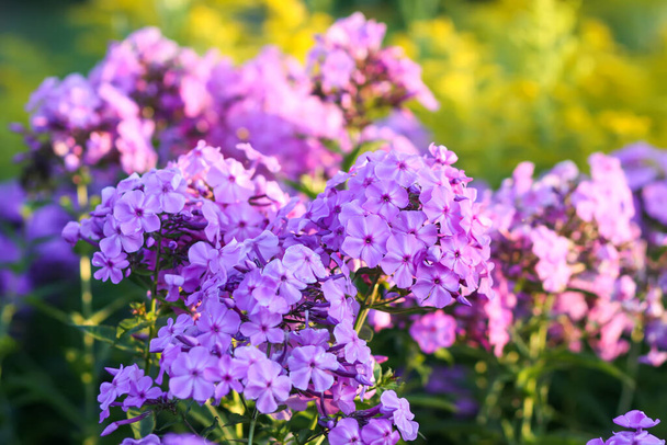 Fleurs de jardin phlox floraison. Plantes décoratives. - Photo, image