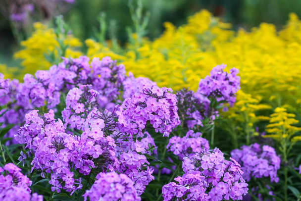 Blooming phlox garden flowers. Decorative plants. - Photo, Image