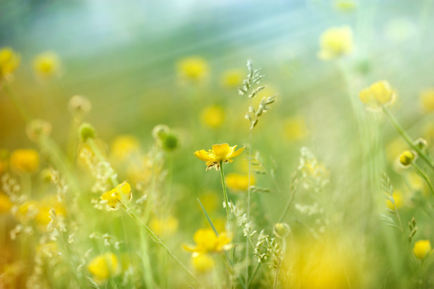 Luční květiny v trávě - Fotografie, Obrázek