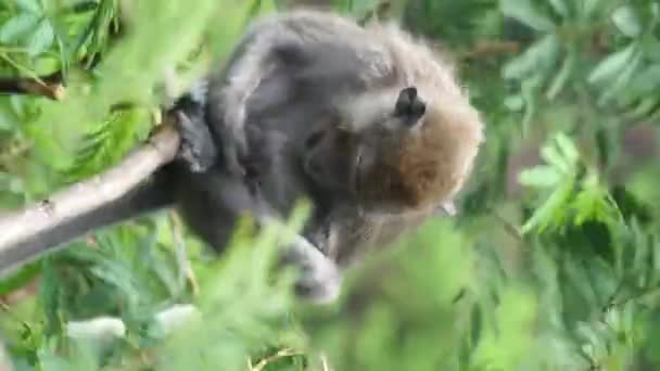 Macaca fascicularis (Monyet kra, kera ekor panjang, monyet ekor panjang, long-tailed macaque, monyet pemakan kepiting, crab-eating monkey) on the tree. - Πλάνα, βίντεο