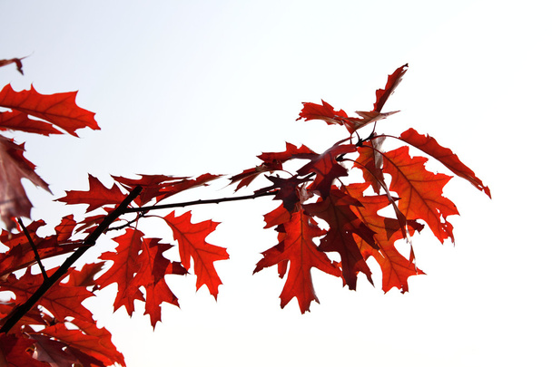Herbst-Ahorn rote Linie - Foto, Bild