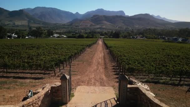 Aerial drone view of centuries old vineyards at Franschhoek, Western Cape, South Africa - Footage, Video
