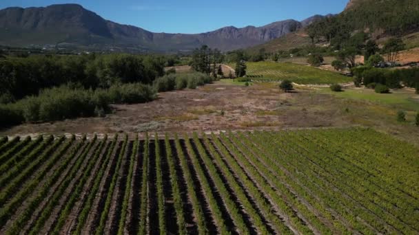 Aerial drone view of centuries old vineyards at Franschhoek, Western Cape, South Africa - Footage, Video