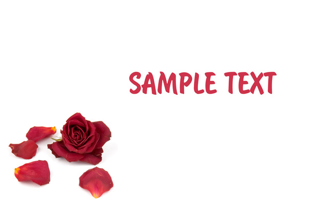 Red rose petals - Foto, imagen