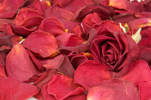 розкидані червоні трояндові бутони і пелюстки
 - Фото, зображення