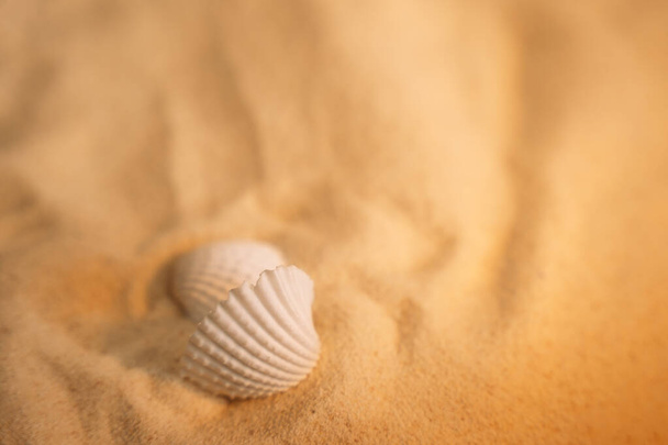 Gelber, sauberer Sand mit Muscheln. - Foto, Bild