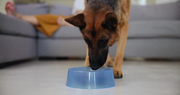 Σκύλος, μπολ και φαγητό για φαγητό, διατροφή και ενέργεια στο σπίτι στο σαλόνι, στο σαλόνι και στον καναπέ. Κατοικιδίων, σκύλων και γερμανικών βοσκός με πρόσωπο στο σπίτι, διαμέρισμα και σίτιση με τη διατροφή των ζώων για την υγεία. - Πλάνα, βίντεο