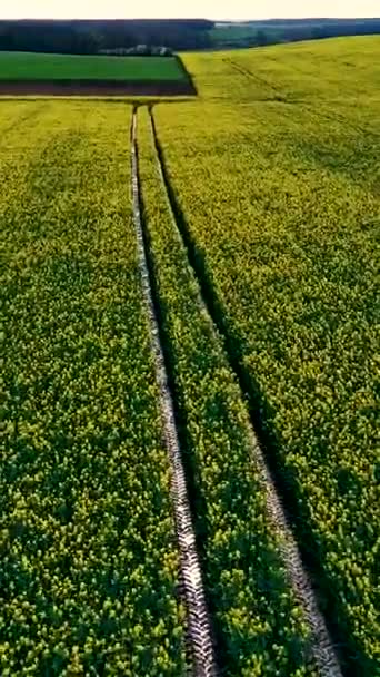 Drone che sorvola un campo di colza in primavera, per sfondo, texture, verticale - Filmati, video