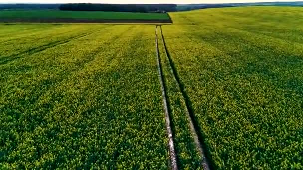 Drone che sorvola un campo di colza in primavera, per sfondo, consistenza - Filmati, video