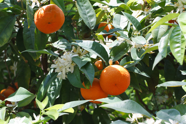 Árbol de mandarina con frutas maduras y flores de cerca
 - Foto, imagen