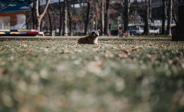 Mladá dívka odpočívá v klidu parku, vyhřívá se v víkendovém slunci, vykresluje volný čas a radost. - Fotografie, Obrázek