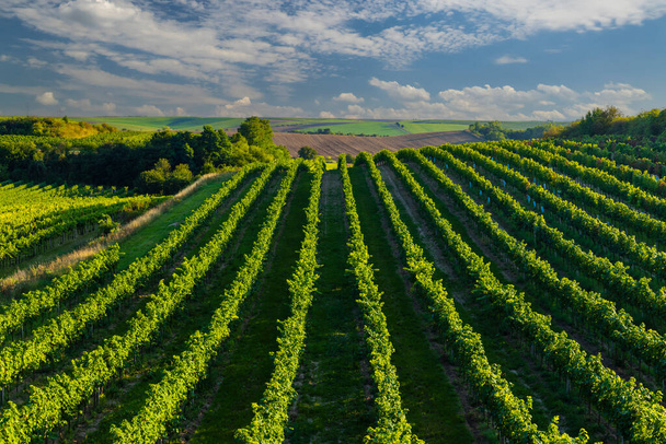 Виноградник з Гібернатом поблизу Сейковіце (Південна Моравія, Чехія). - Фото, зображення
