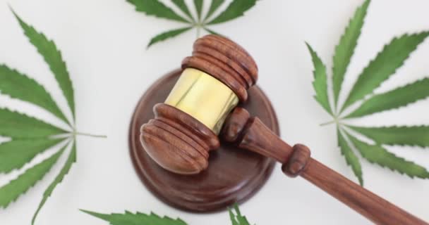 Yargıç ve yeşil marihuana yaprakları, yakın plan. Kanabilerin yasallaştırılması, uyuşturucu bağımlılığı kanunları - Video, Çekim