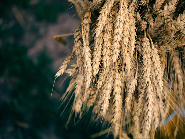 Un manojo de trigo maduro que simboliza la abundancia y la fertilidad, en un contexto contrastante de tierra y vegetación. - Foto, Imagen