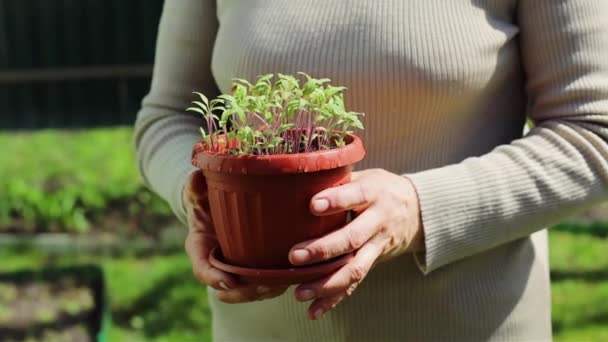 Semena v květináčích v rukou ženy - Záběry, video