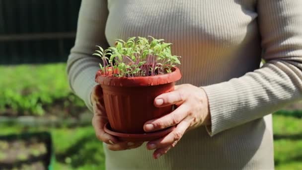 女性の手で発見されたトマトの種子 - 映像、動画