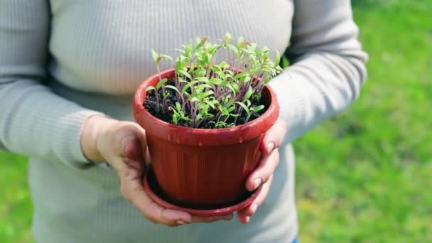 Potted tomatos seedling in woman's hands - Footage, Video