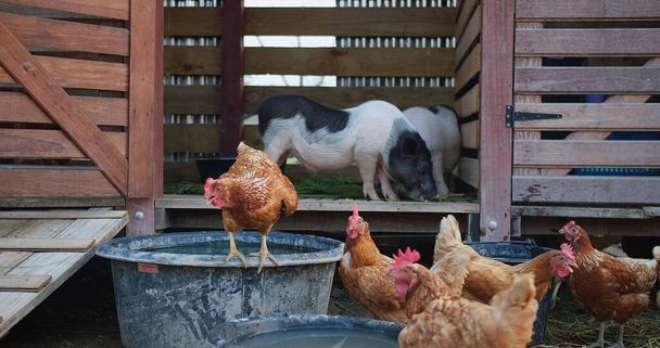 Skupina kuřat stojí v kleci vedle prasete. Kuřata jedí z koryta a prase jí také z koryta. - Fotografie, Obrázek