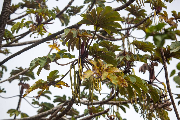Trombita (Cecropia obtusifolia, Costa Rica) termése és lombozata - Fotó, kép