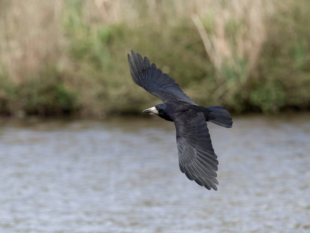 Rook, Corvus frugilegus, single bird in flight, Gloucestershire, April 2024 - Photo, Image